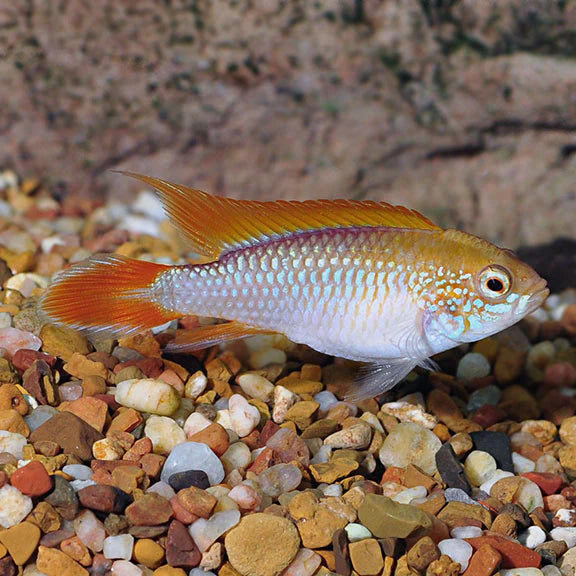 Apistogramma Agassizzii "Golden"