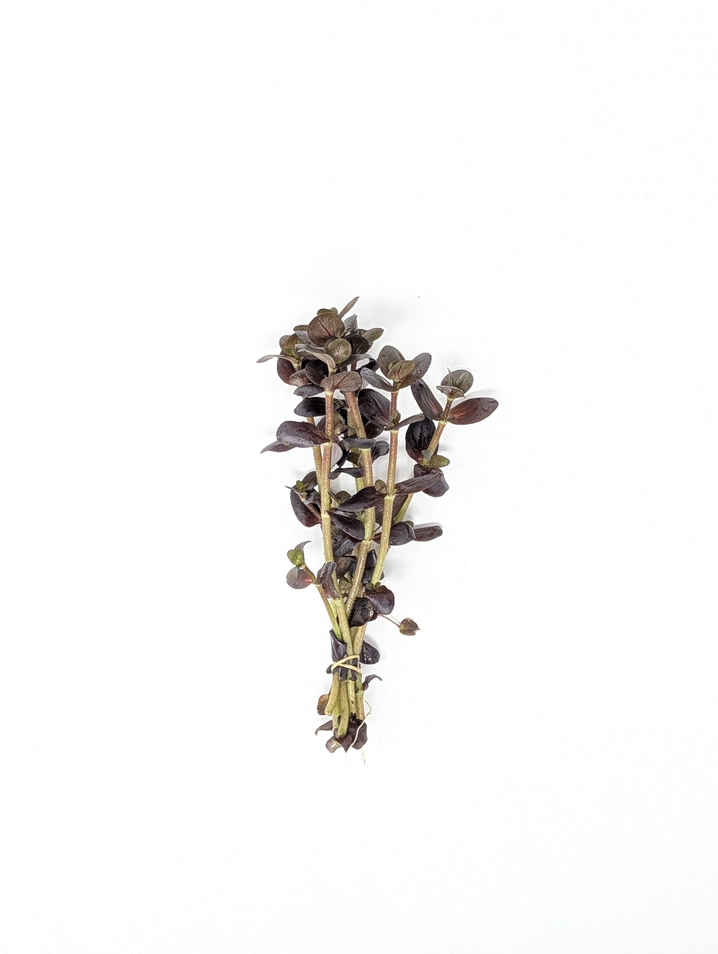 Bacopa salzmannii 'Purple'