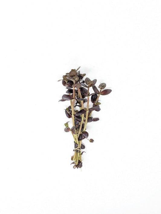 Bacopa salzmannii 'Purple'