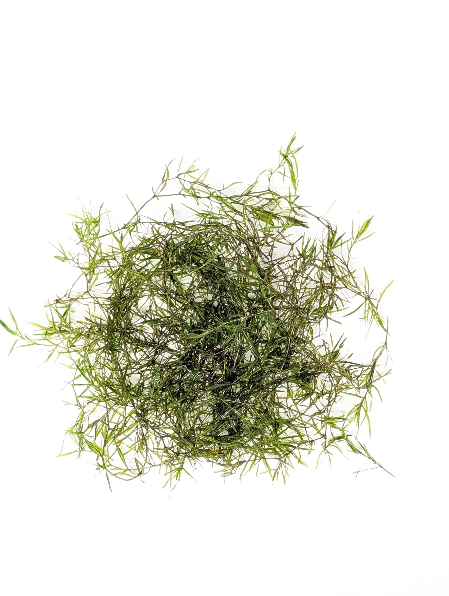 Guppy Grass | Najas Guadelupensis | Floating Aquarium Plant