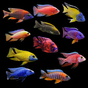 Mixed OB Peacocks