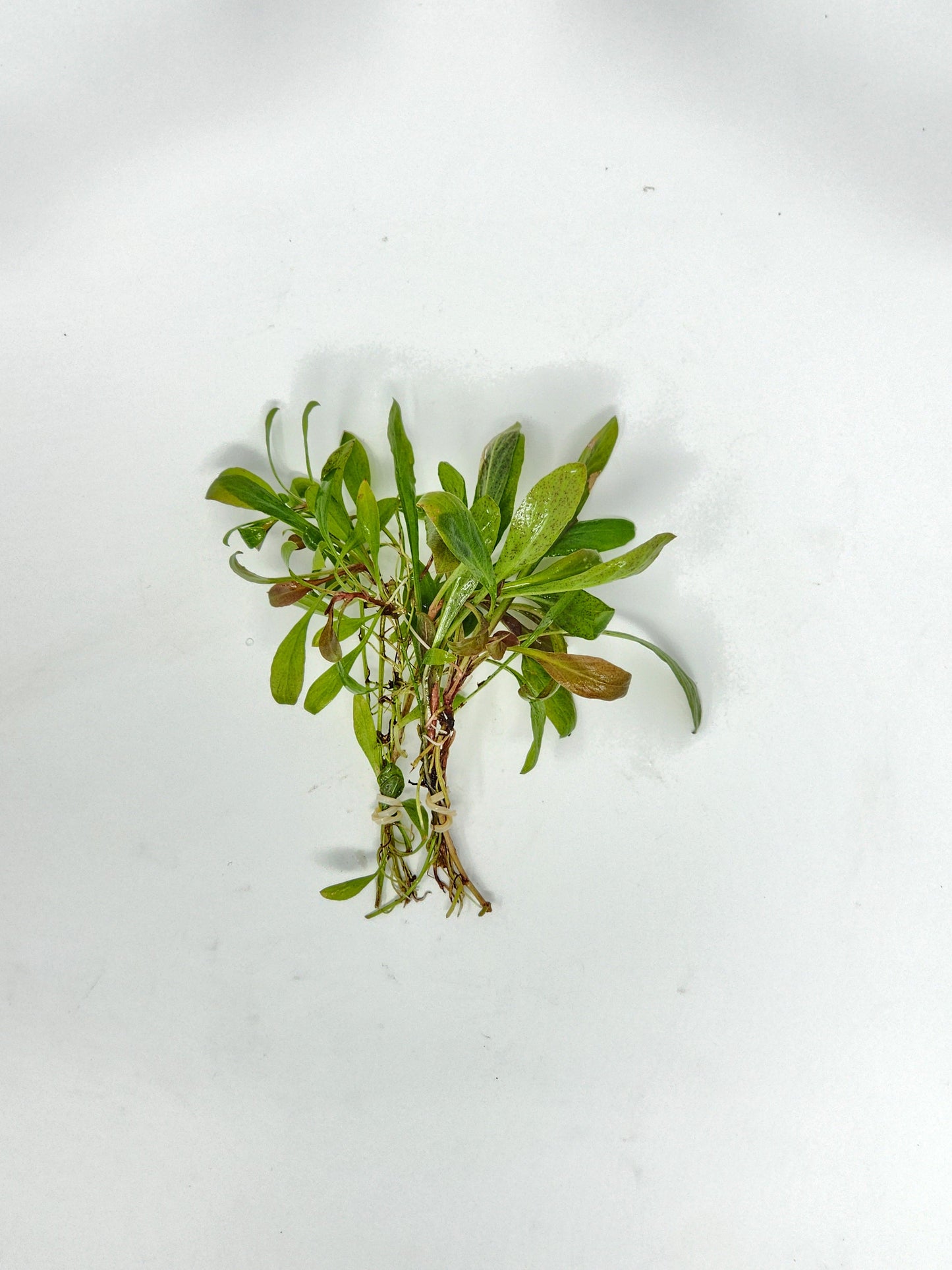 Samolus Parviflorus 'Red'