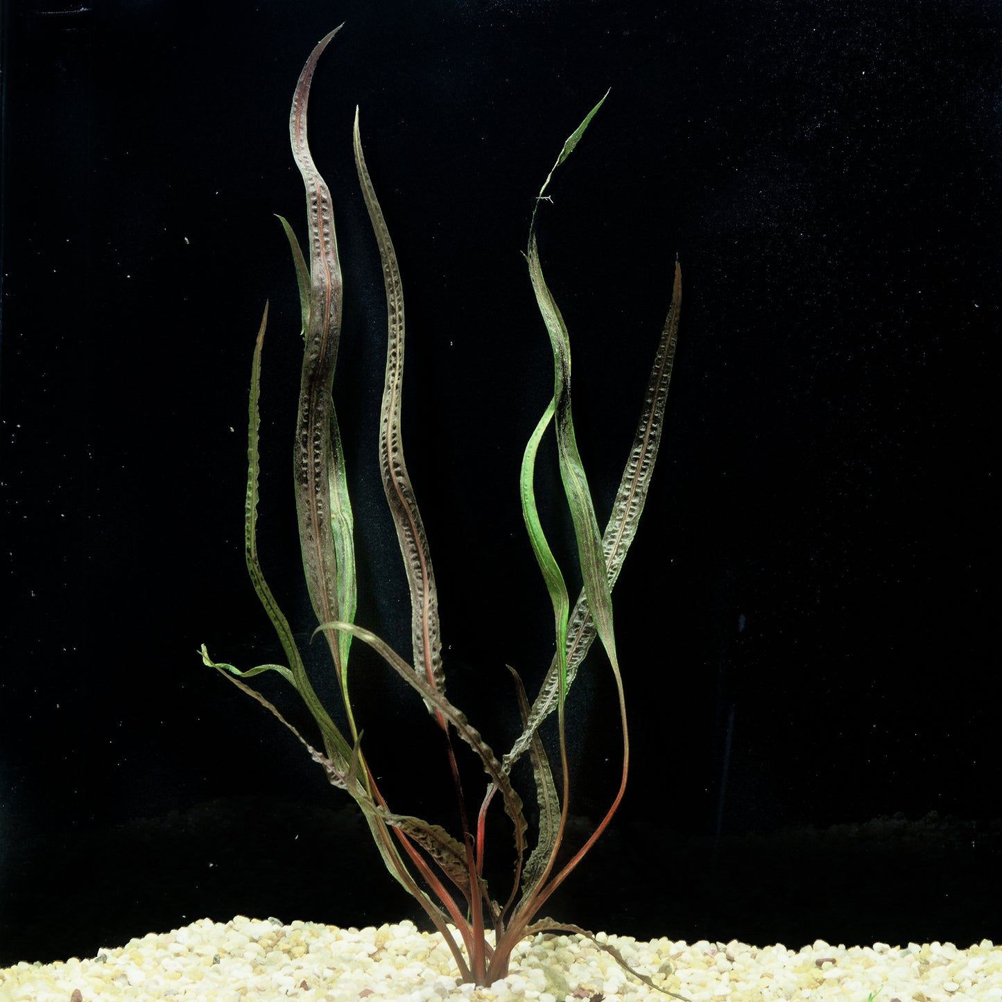 Crypt Retrospiralis