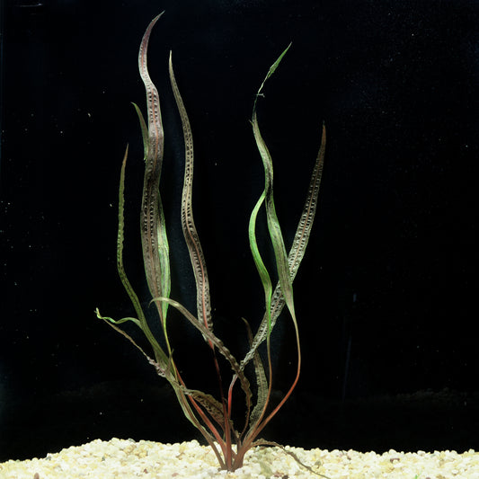 Crypt Retrospiralis