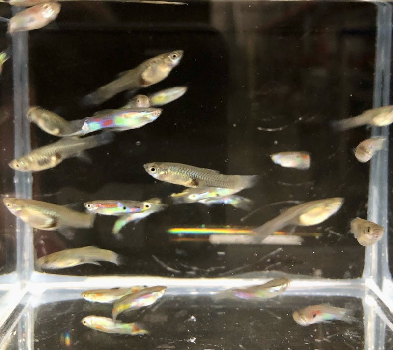 Feeder guppies 50ct