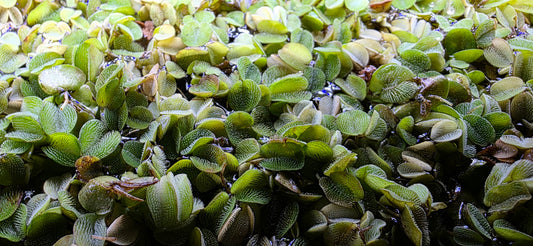 Salvinia Minima GENEROUS PORTION!