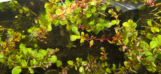 Rotala "orange juice" leaded bunch