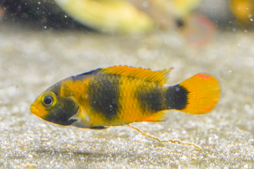 Apistogramma nijsseni