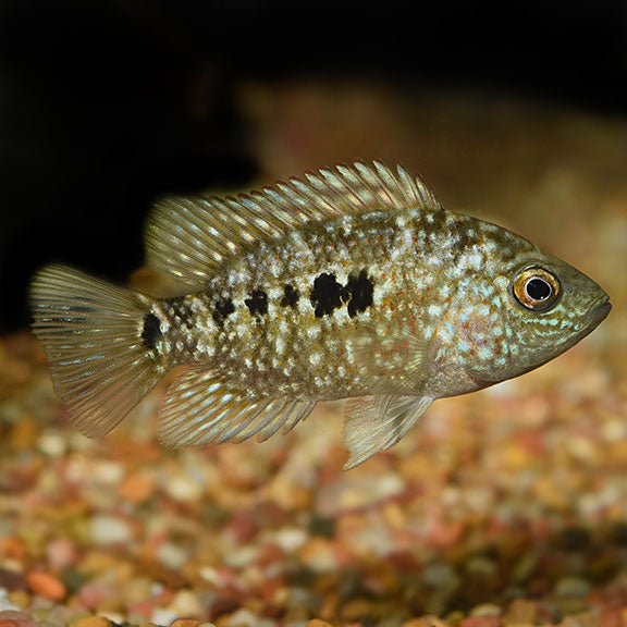 Texas cichlid