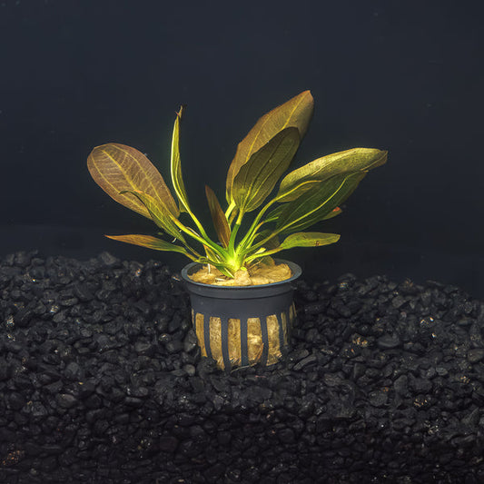 Echonodoris Osiris sword