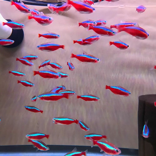 Wild Caught Cardinal Tetras 5/pk