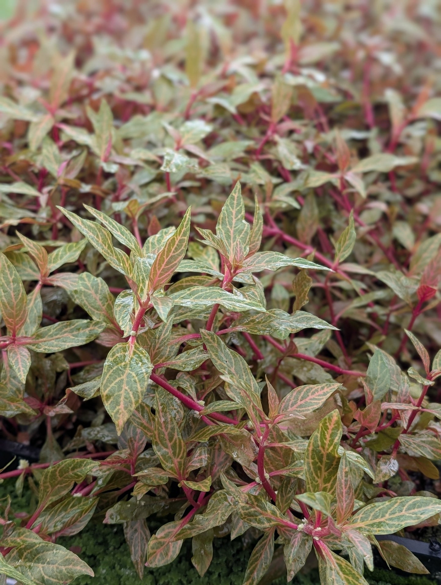 Alternanthera Rosanervig