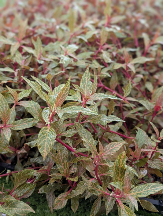 Alternanthera Rosanervig