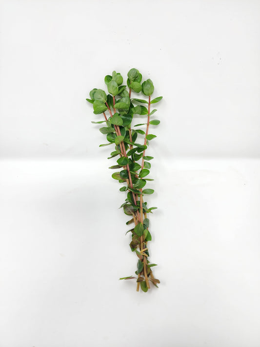 Rotala Orange Juice