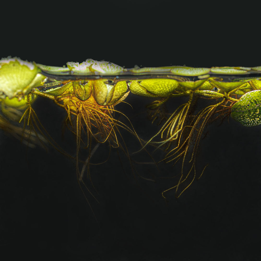 Water Spangle | Salvinia Minima